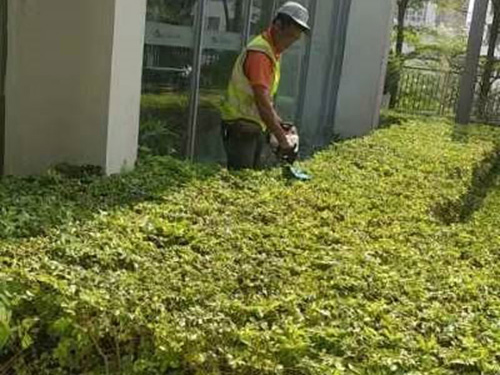 綠化養護中的定期保養和管理技巧